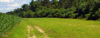 Food Plot at Alexander WMA