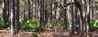 Pine Stand