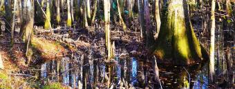 Swamp and Trees