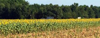 Sunflowers in Dove Field