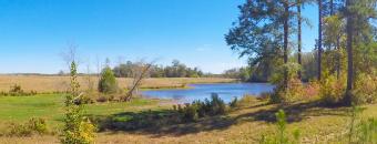 Pond