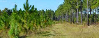 Pine Trees
