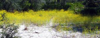 Yellow Flowers in Field