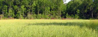 Field at Blanton Creek