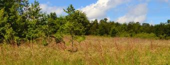 Collins Road VPA Field