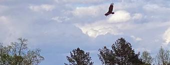 Bird flying above trees