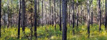 Pine stand at Blackjack Crossing