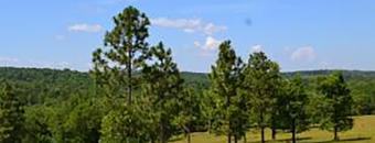 Trees on a hill