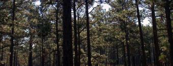 Pine tree tops