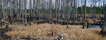 Canoochee Sandhills