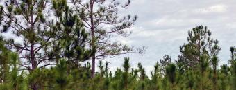 Top of Pines