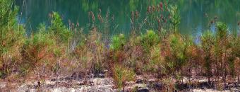 Pond on WMA
