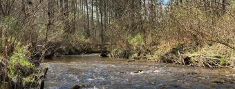 A bubbling creek running through the woods with browning and dry vegetation along the water bed.