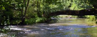 Coopers Creek in the Shade