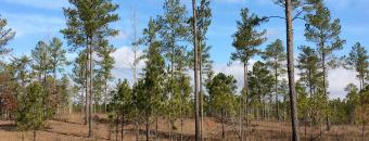 Pine Trees