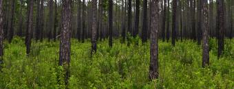 Dixon Memorial Pine Stand