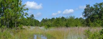 Dupont Tract Open Area