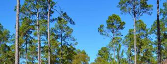 Tree line at Flint River