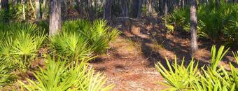 Palmetto Fronts at Griffin Ridge