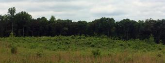 Open Field