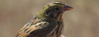 Henslow's Sparrow