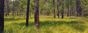 Lake Seminole Longleaf Pines