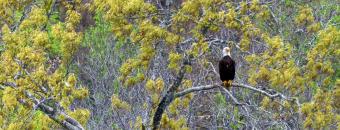Perched Eagle