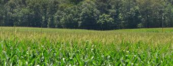 London Farms Corn Field