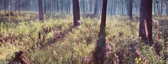 habitat 