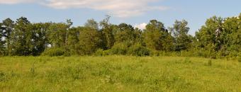 McEntire Road Open Field