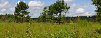 Mead Farm Open Field