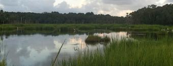 Water on Ossabaw Island