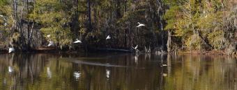 Birds Landing on Water