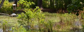 Pleasant Valley Swamp