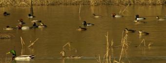 Ducks on the Water