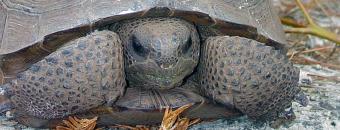 Tortoise