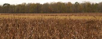Dove Field