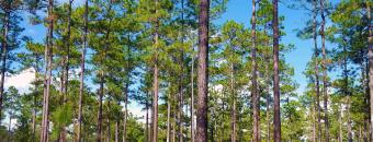 River Creek Woods