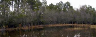 Salamander Pond