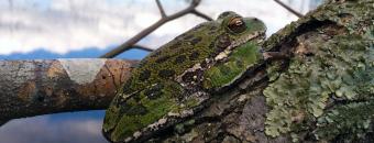 Frog on Branch