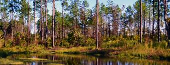 Sandhills Water and Treeline