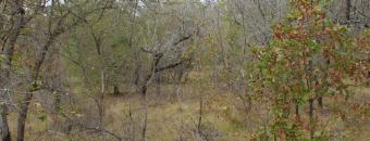 Sandhills at Alligator Creek