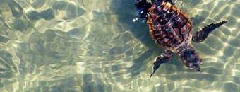 Baby Sea Turtle