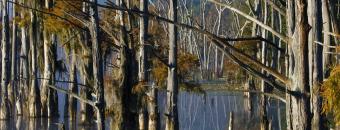 Trees in the Water
