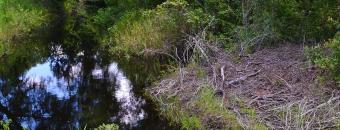 Sparks Cut Off Creek