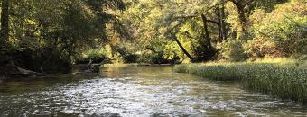 River between the trees
