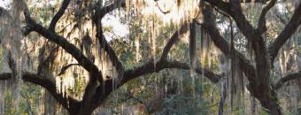 Trees at Townsend