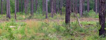 Pine Stand at Tuckahoe