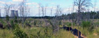 Yuchi Gopher Tortoise Release