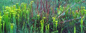 Golden Trumpet Bog
